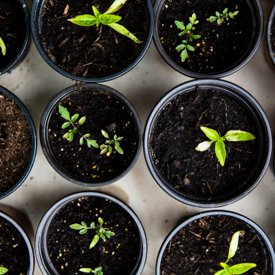 Potting up seedlings