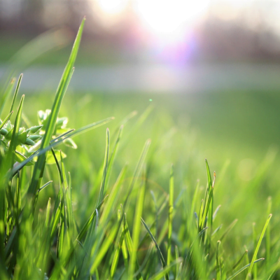 Grass cutting