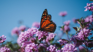 Creating A Wildlife-Friendly Garden: Attracting Birds, Bees, And Butterflies